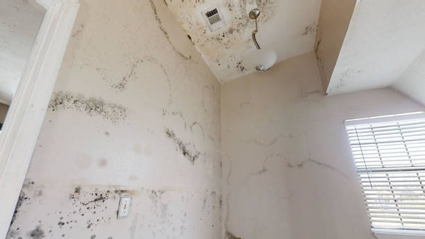 Mold Odor Removal Services in Mountain Lake, MN