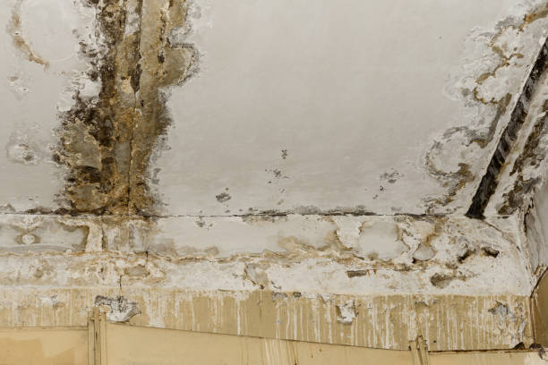 Trusted Mountain Lake, MN Mold Removal Experts